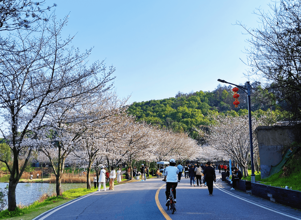 查家湾樱花大道图片