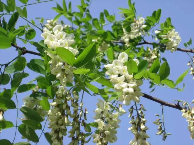 香椿芽_马齿苋_葛花