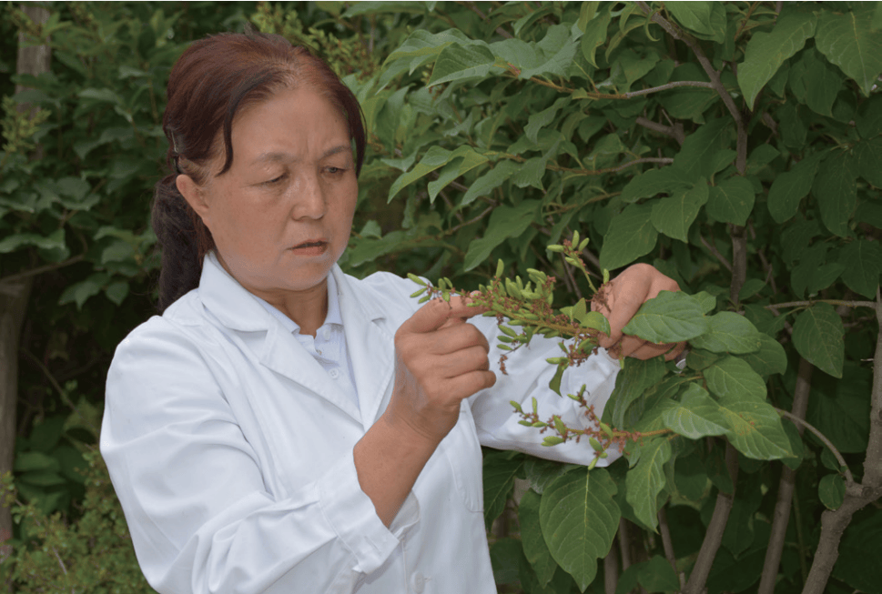 榜样的力量张锦梅67绿色梦想的播种者67