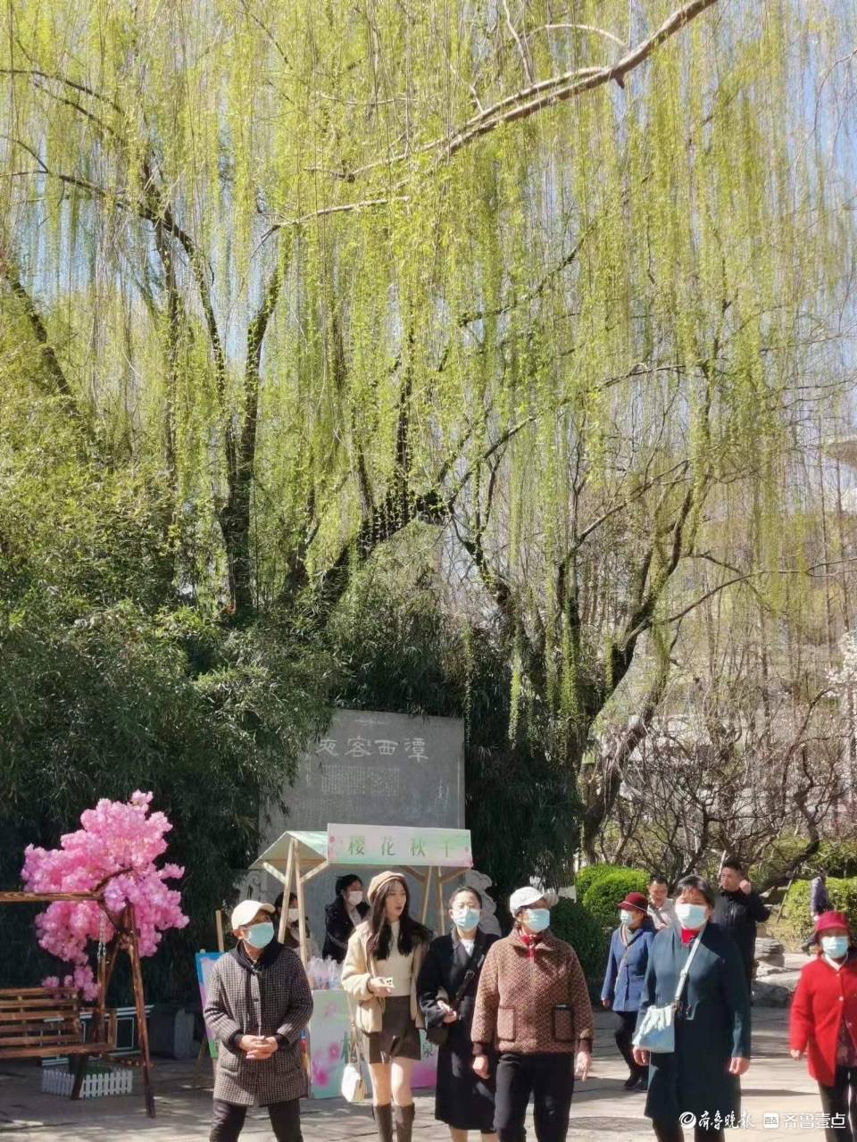 济南五龙潭公园的樱花节开幕啦