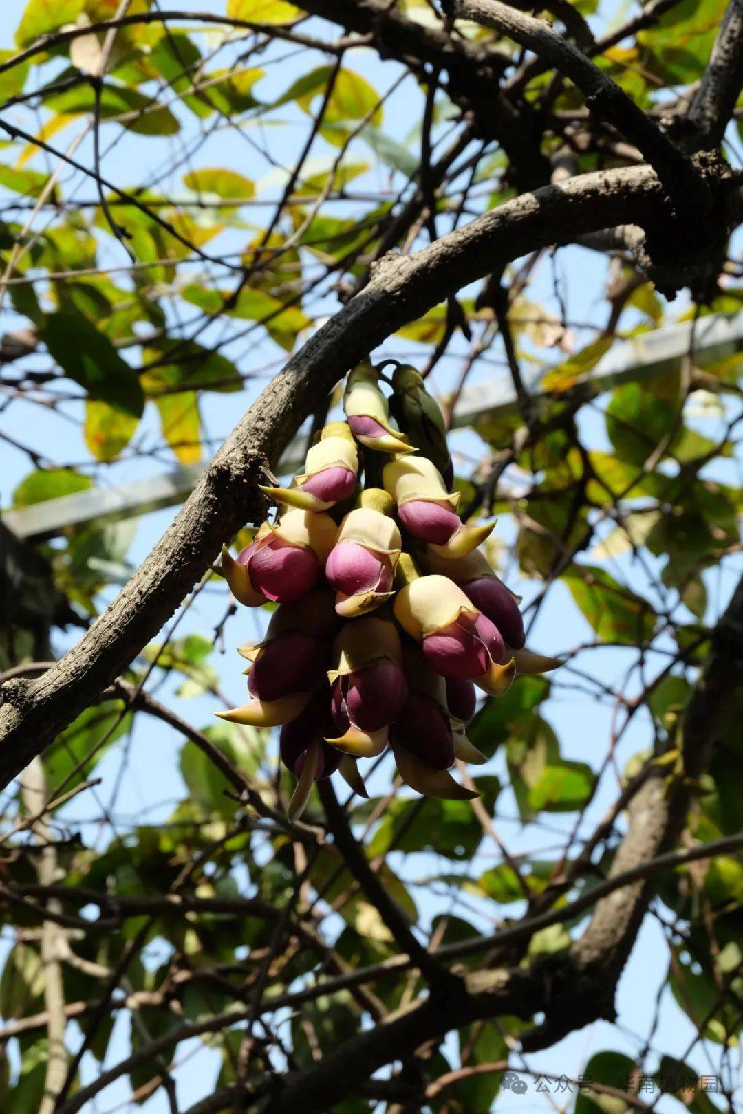 本周重点前往蕨类·阴生植物区和药用植物区观赏粉红色禾雀花,前往