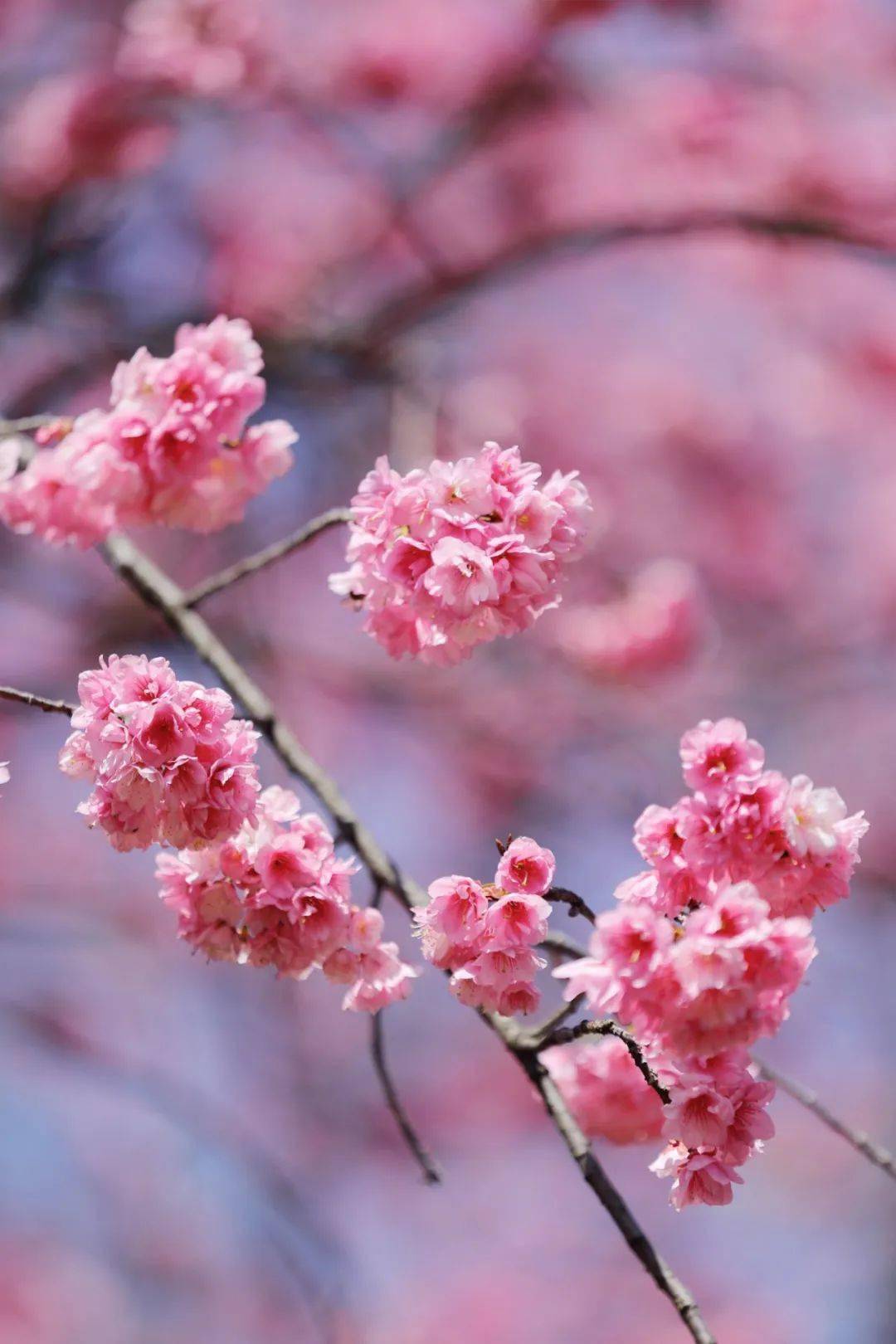 来看盘龙如何热情宠爱每一个"樱樱怪"……_樱花_昆明_北京