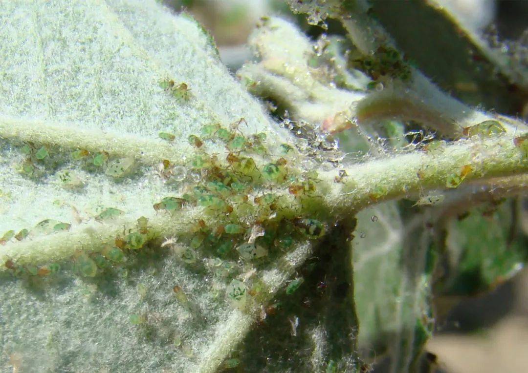 杨白毛蚜京枫多态毛蚜07双条杉天牛生物学特性幼虫蛀食侧柏,圆柏,沙