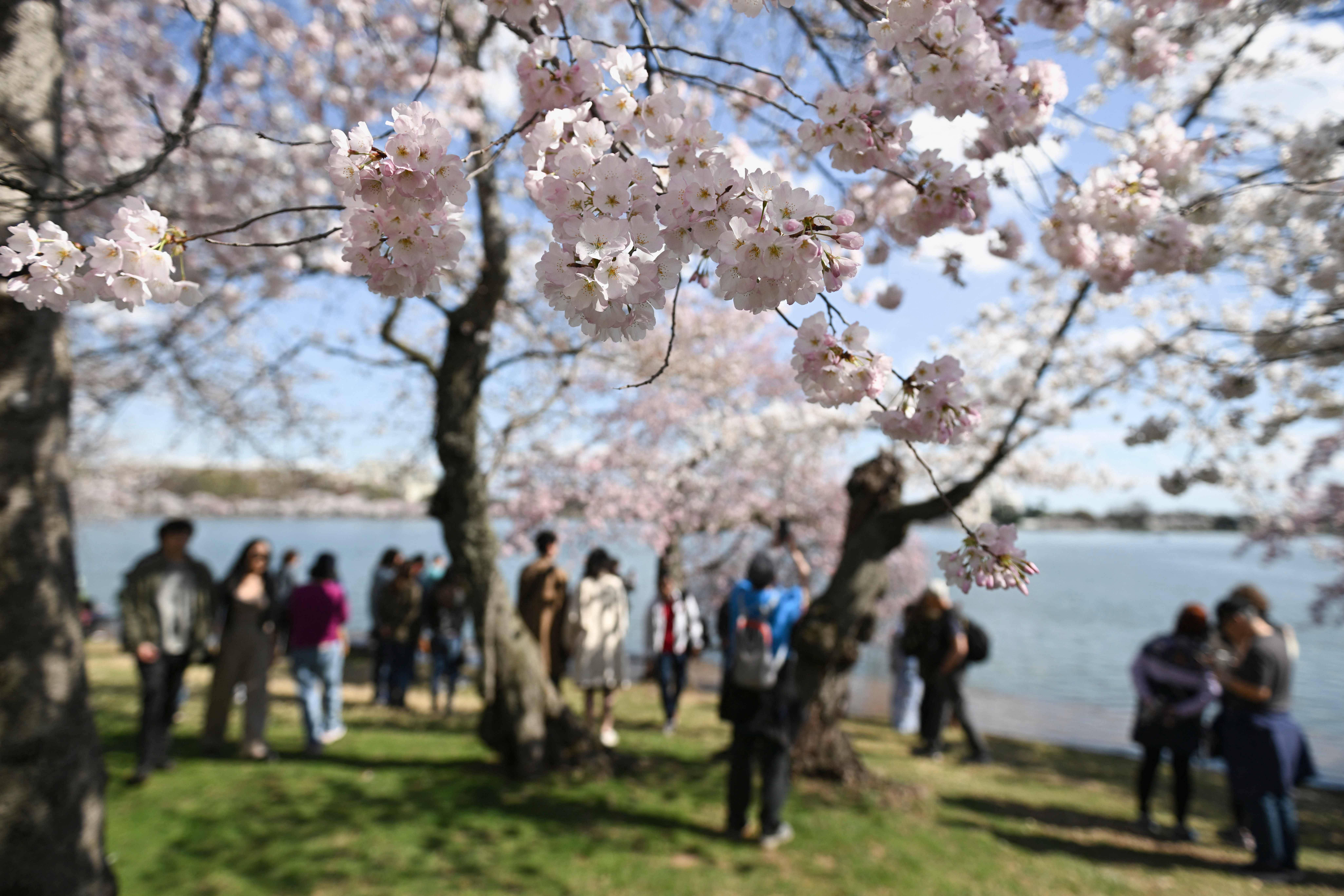 华盛顿:樱花盛开