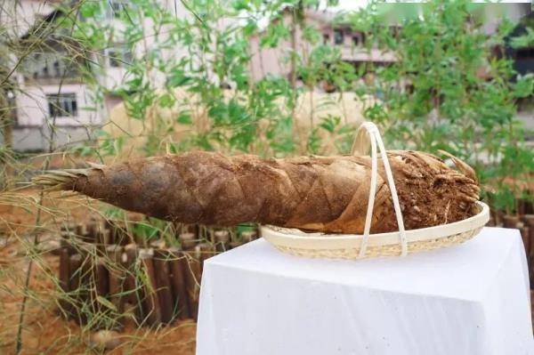 福建春菜抢鲜上市一口吃下整个春天