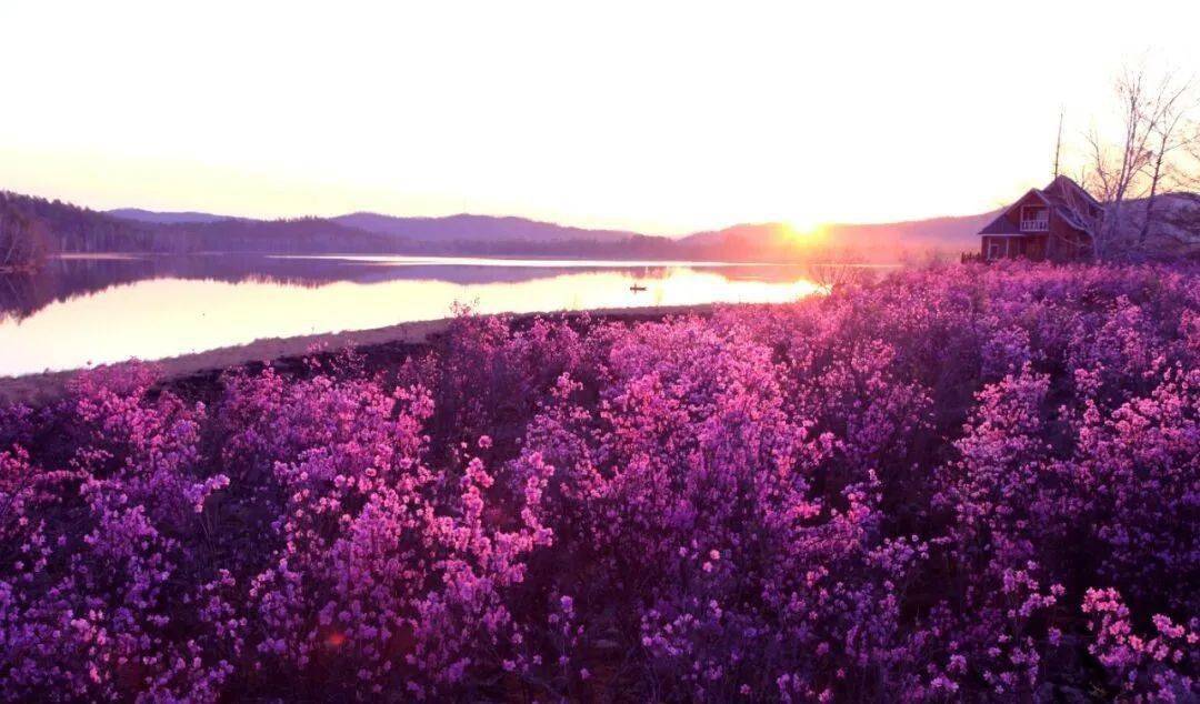 还记得那年的杜鹃花吗她骄傲的在自己的季节里绽放