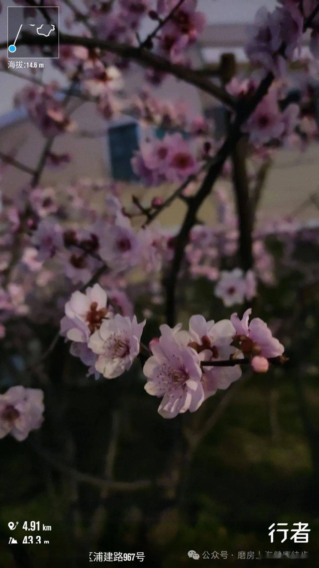 磨房浦东徒步周五晚第1021期世博文化公园线134km2024年3月22日纯aa制