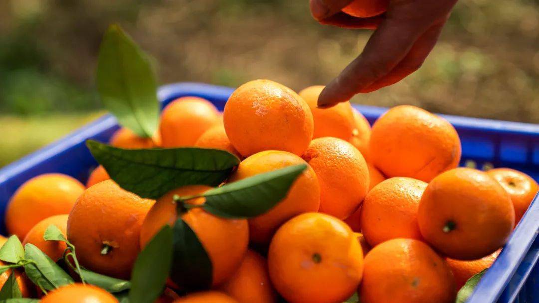 胖妹儿来了组个橘到巴南百胜村蚂蚁农场趣采摘