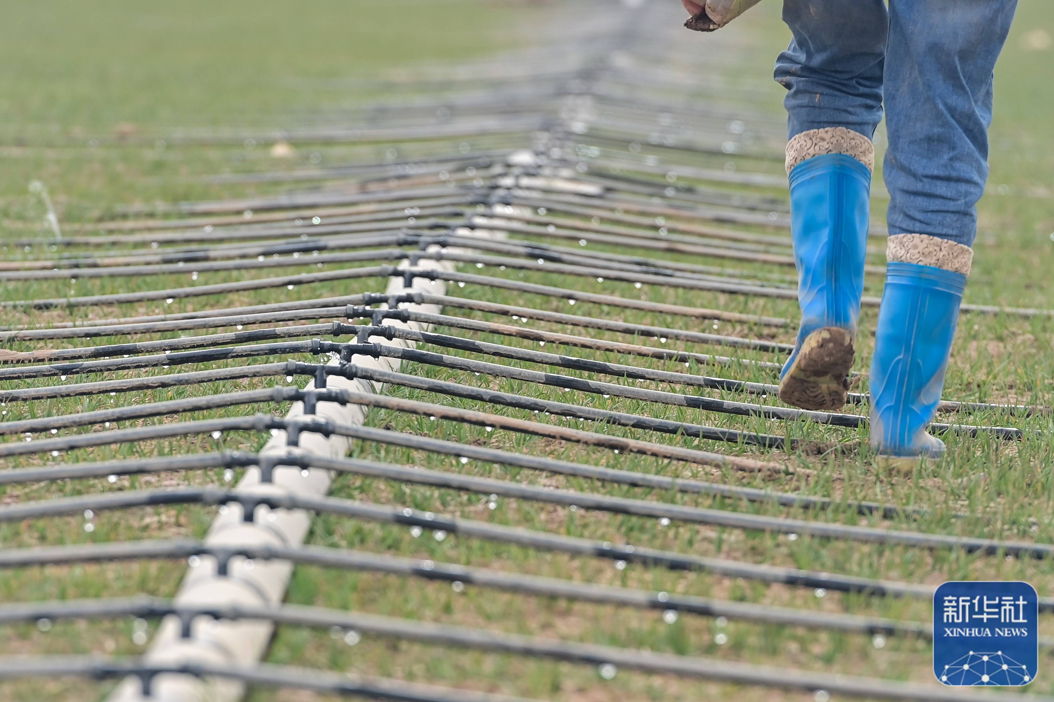 新疆抢抓农时 农作物播种有序推进_阿克苏市_柳源_滴灌