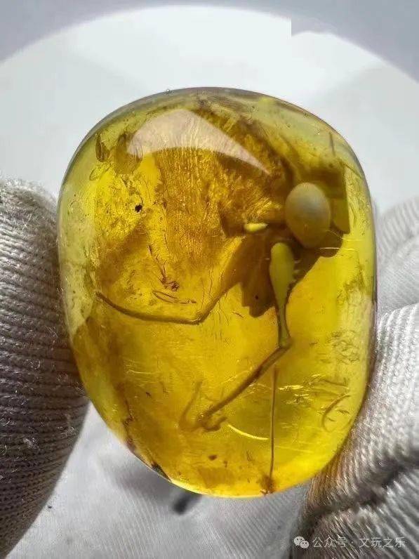 高价买三个虫珀很多网友都说是假的还拿于谦的长颈鹿对比