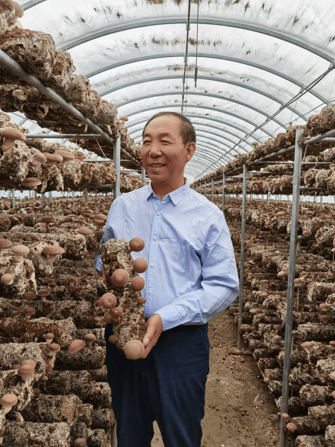 农民教授侯桂森与阜平金蘑菇的故事