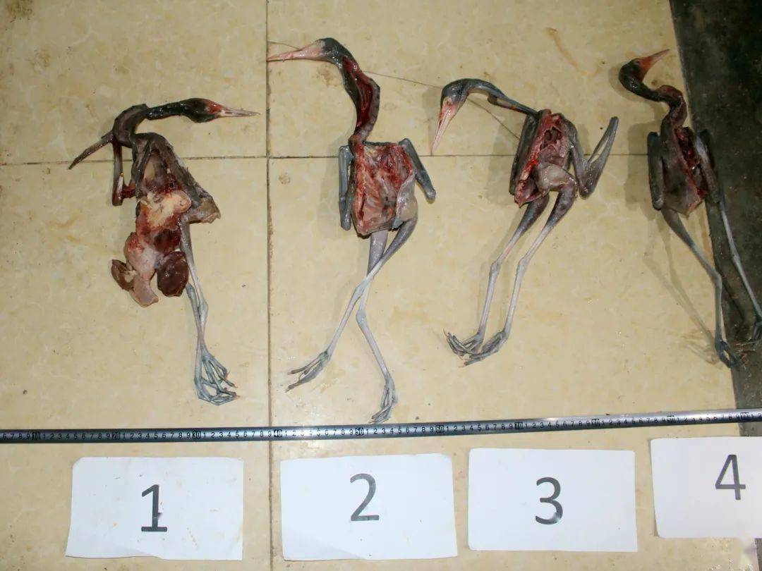 海南警方公布5起典型案例