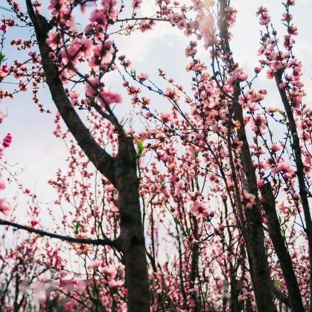 踏春赏花自贡尖山桃花已盛开