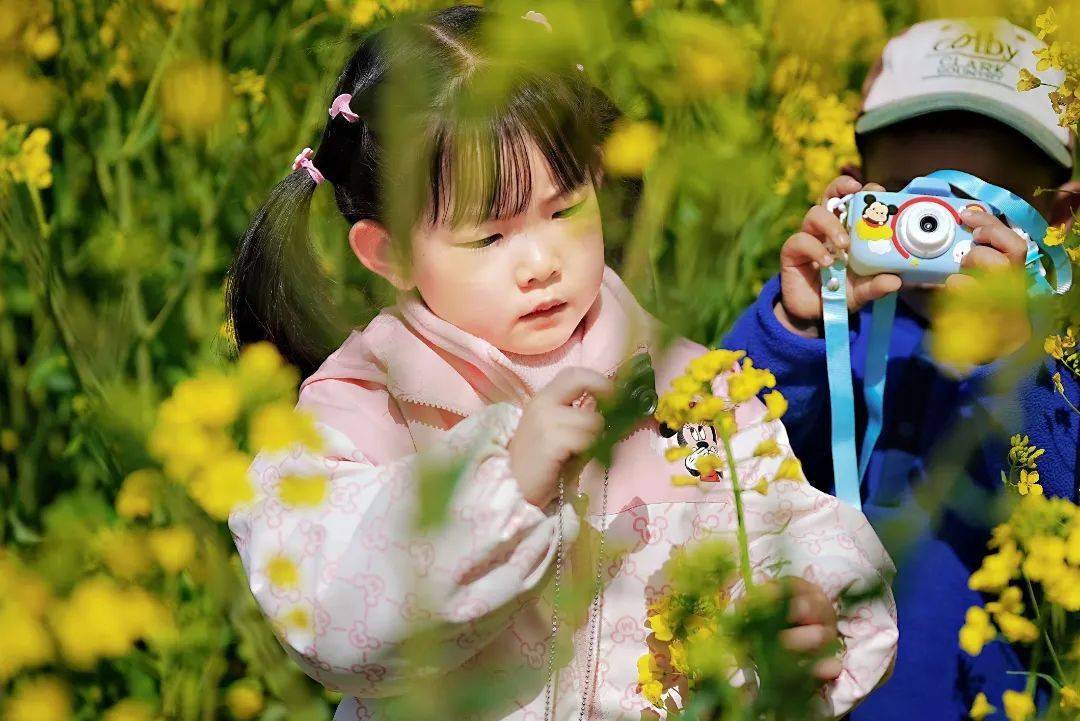 油菜花已开,等你来入镜~_三山岛_门票_玉兰