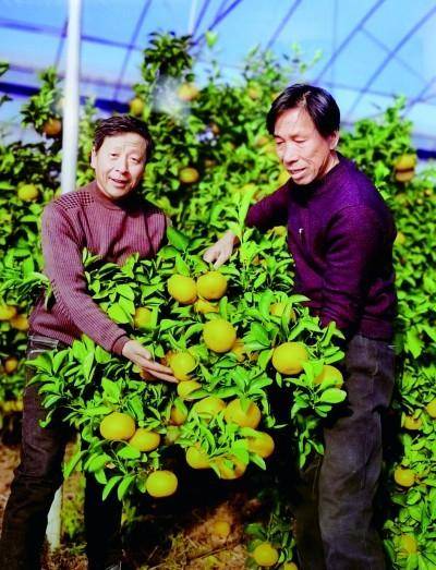 南平市顺昌县科技特派员团长高允旺(左)在田间地头向青年科技特派员