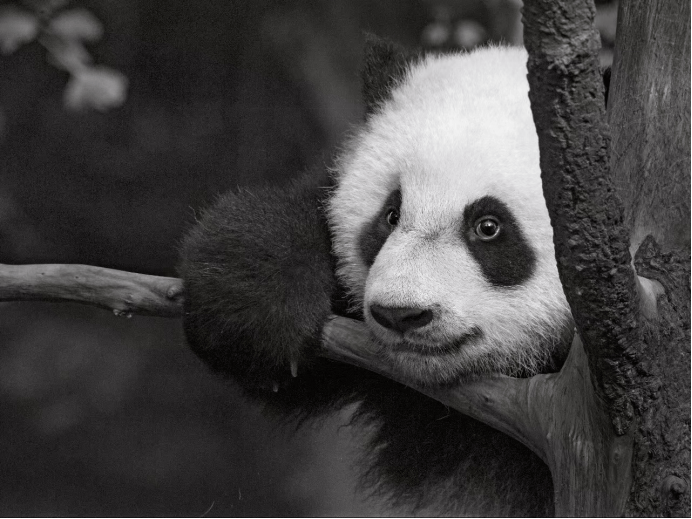也不乏极具表现力,毛色根根分明的熊猫黑白特写,这股来自东方的黑白