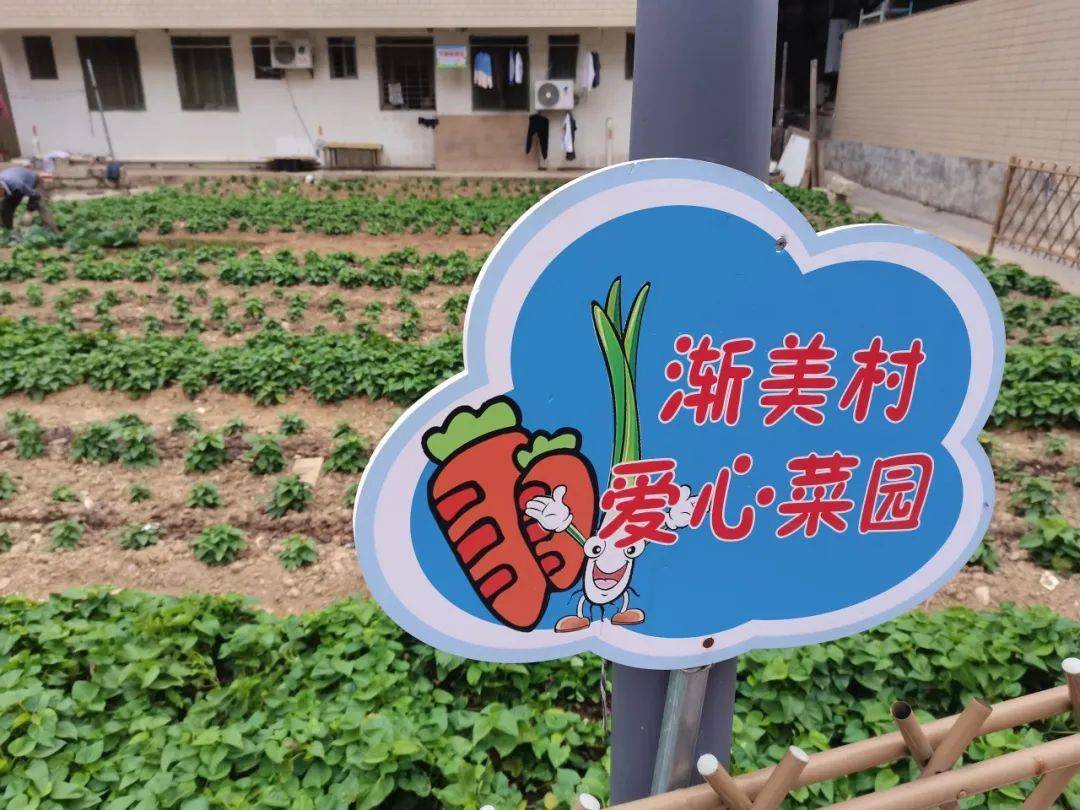 渐美村的爱心菜园位于古渡口附近,日常由村里的巾帼志愿服务队进行