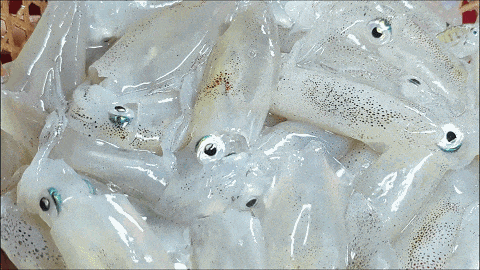 鱿鱼_山海_环岛