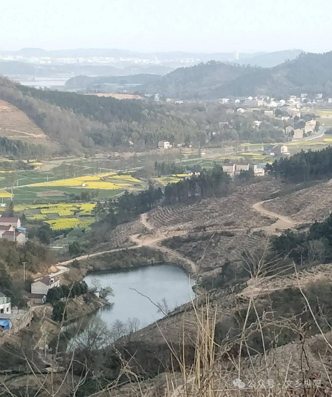 官山"黑洼里"白茶|茶叶家族中的新贵_枞阳县_生活_雨林