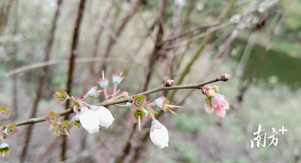 蓝莓花开美不胜收,快来阳春这个村"打卡"_春城街道_建设_发展