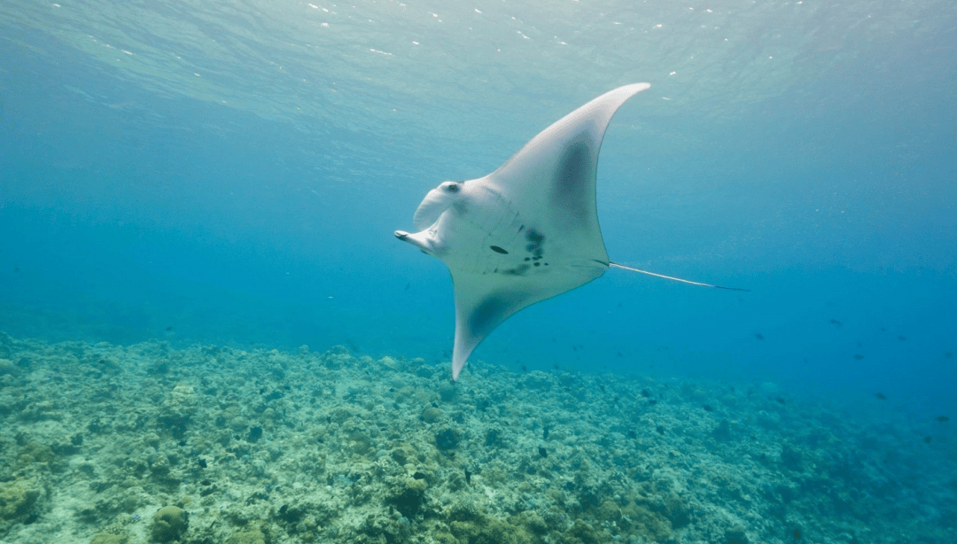前文提到的图巴塔哈,title既然有这么多,仅仅能看鲸鲨绝对是不能够的