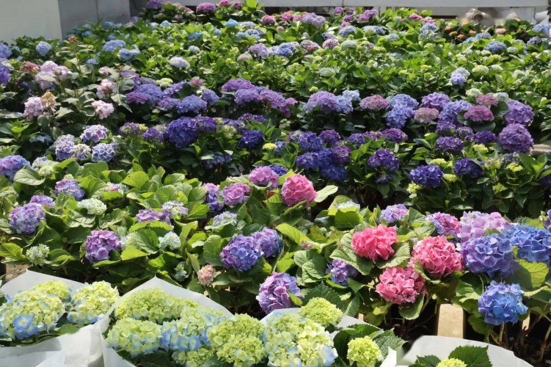 常州人周末低成本的快乐在夏溪花木市场找到了