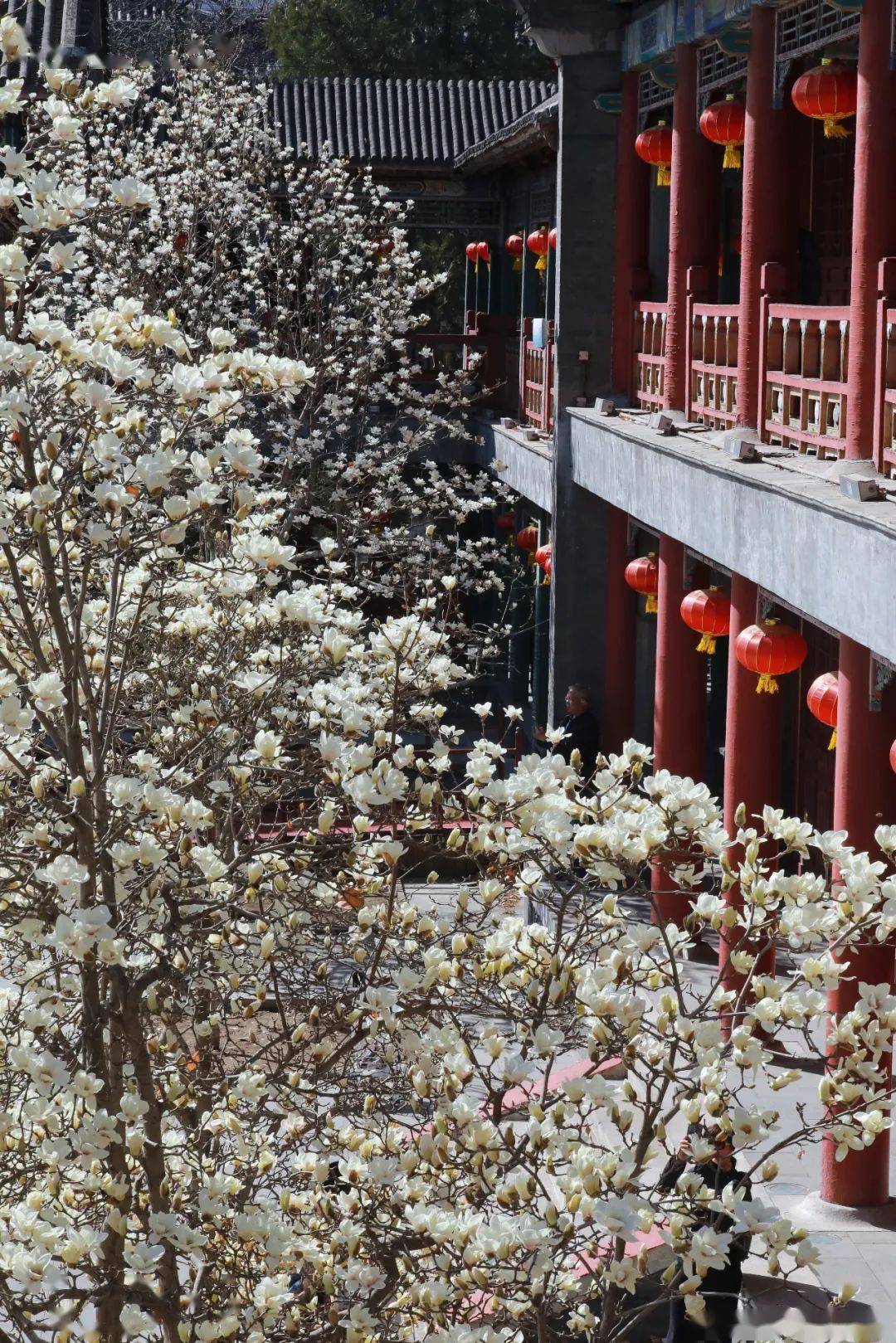 花开满枝头,周末走起!_创意_门票_红墙