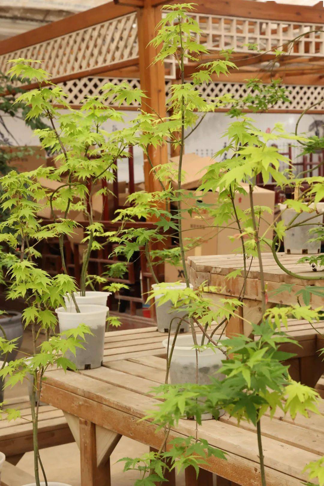 常州人周末低成本的快乐在夏溪花木市场找到了