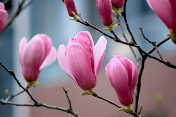 馆，最佳观赏时间为4月上旬，微风吹来，玉兰花暗香浮动，甚是惹人沉醉。+ ✦ +梅 花meihua赏花