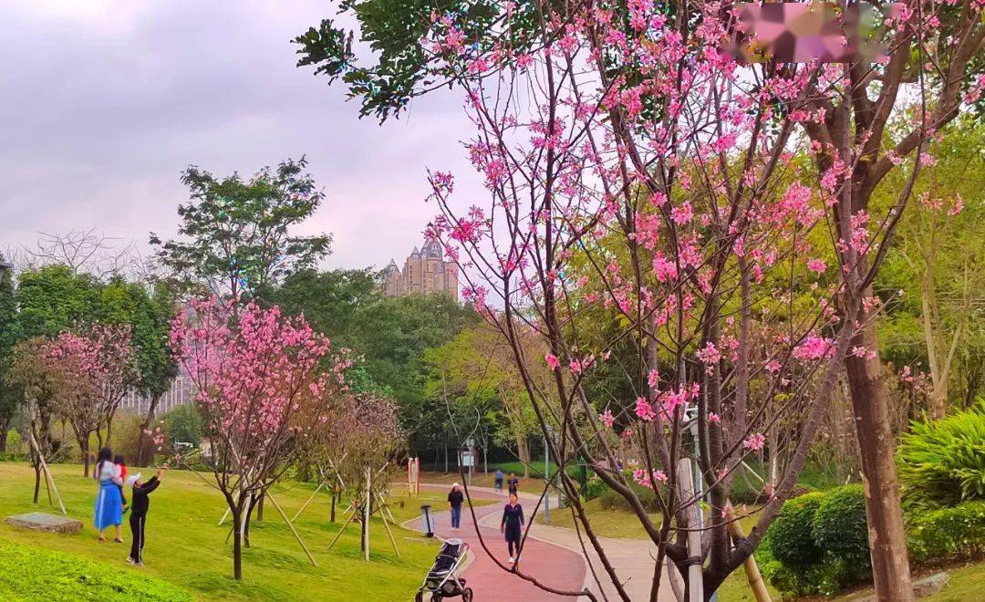 樱花_惠州_周智聪