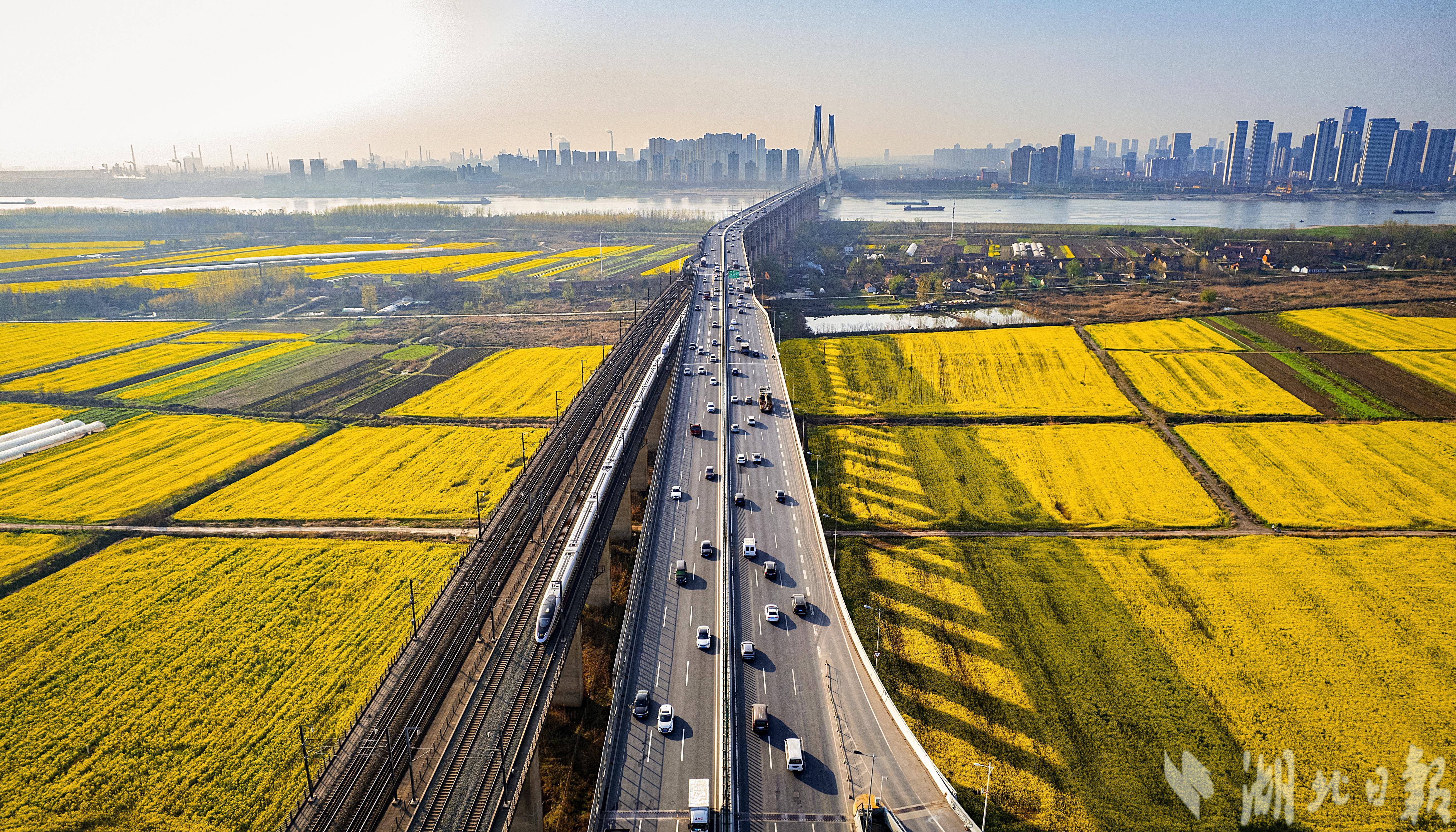 开往春天的列车,带你穿过天兴洲5000亩花海_油菜花_武汉_全媒