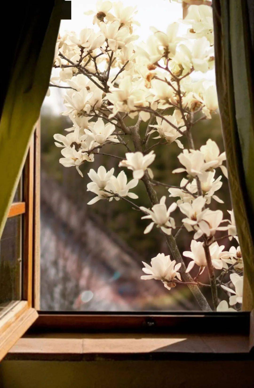 窗外玉兰开尽是江南春