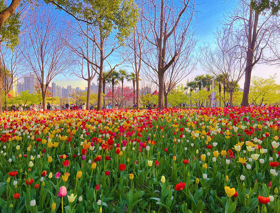 50万株郁金香绚烂绽放上海中心城区现超万平方米花海