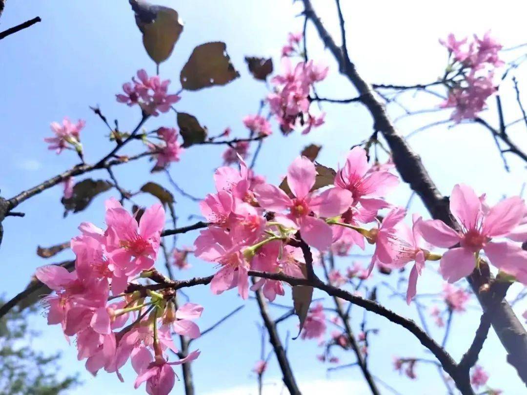 樱花_惠州_周智聪