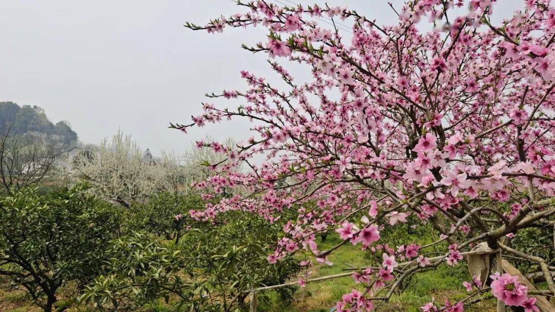 春满峡江花漾宜昌2024宜昌市乡村旅游启动仪式在宜都架锅山启幕12条
