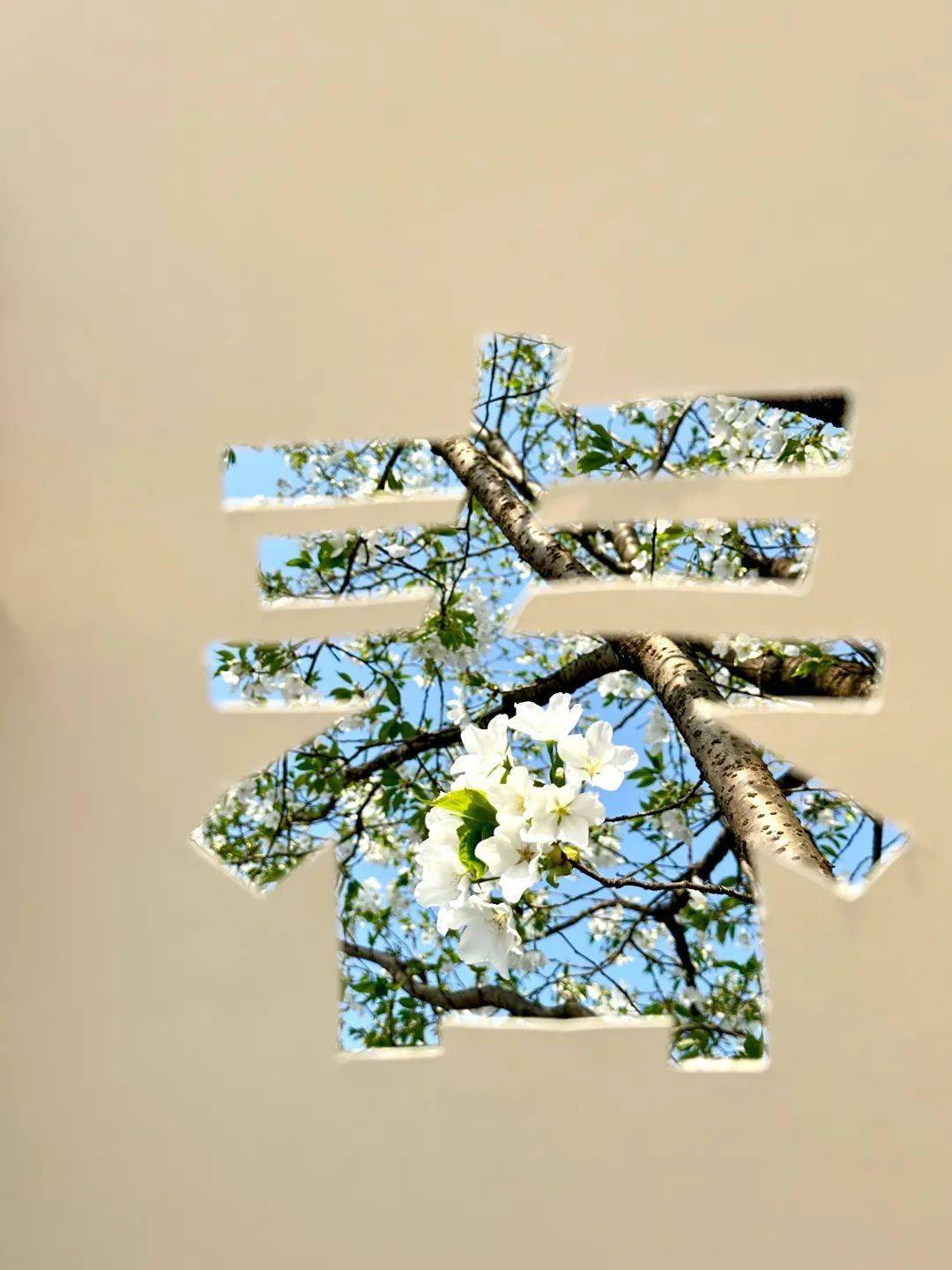 天全光韵当剪纸遇上春天邂逅不一样的天全春日