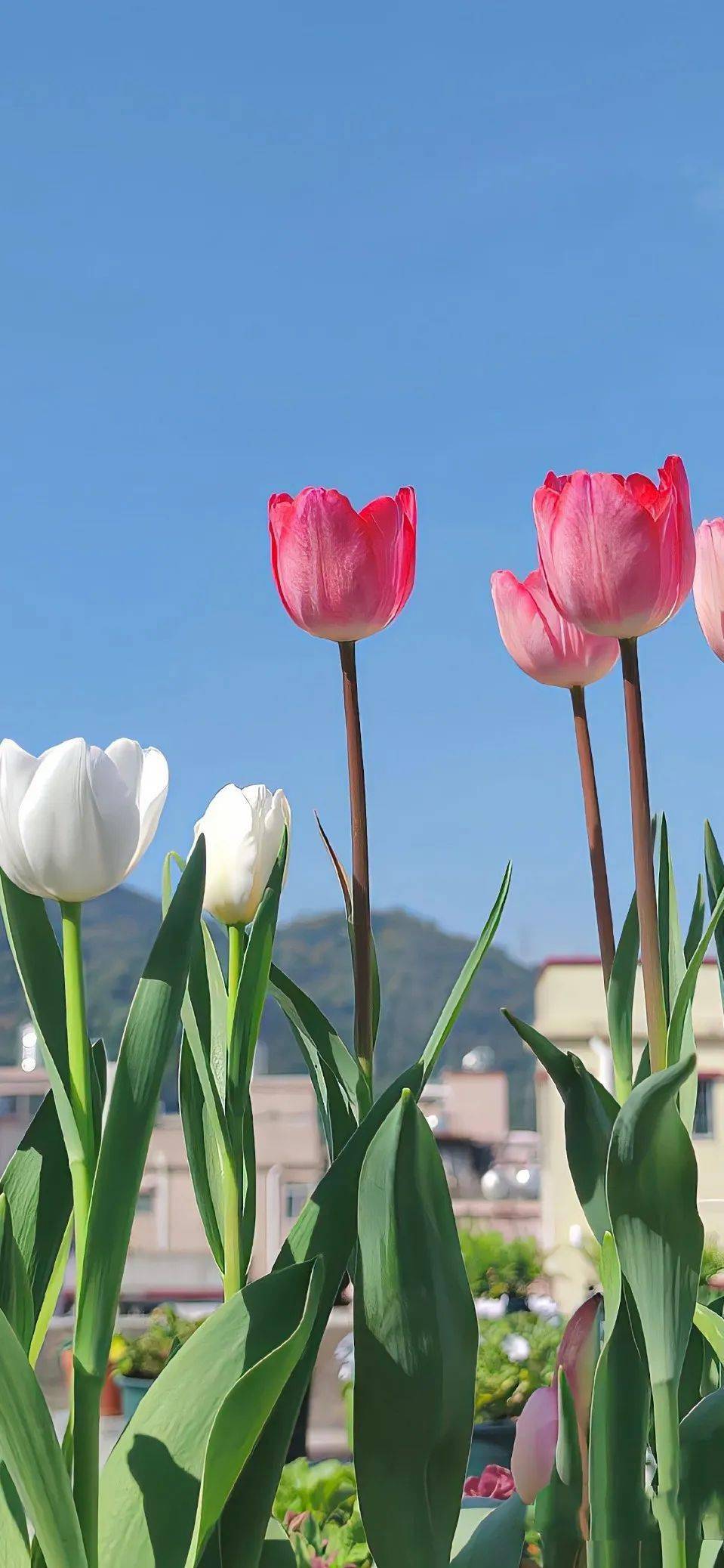 壁纸|一组舍不得换的手机壁纸