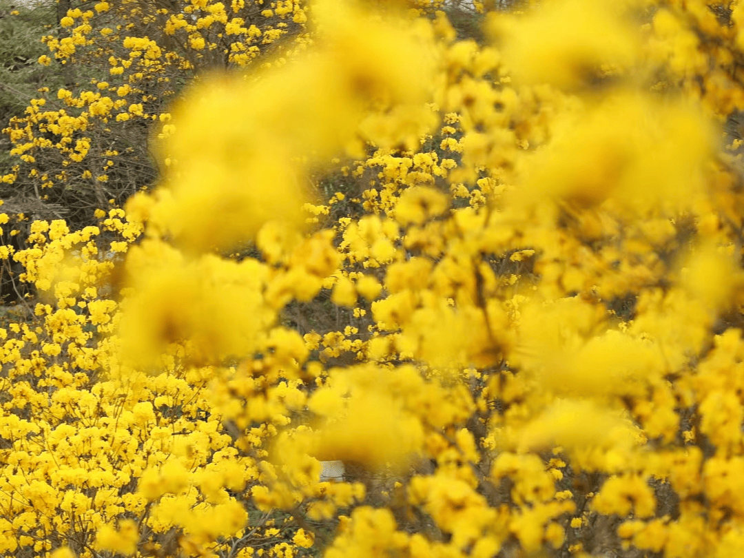 高要黄花风铃图片