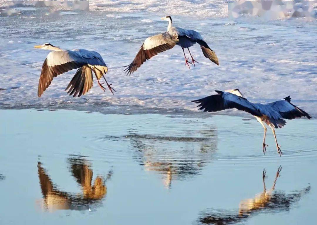 心体验春回大地一起去看候鸟北归