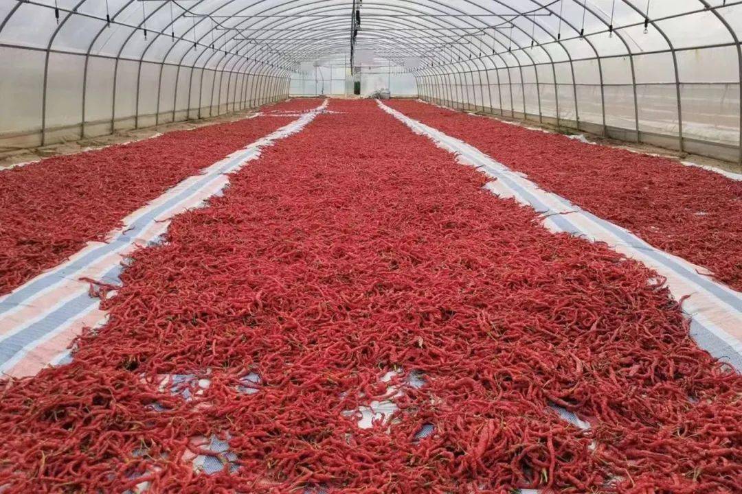 甘谷辣椒为什么这么香