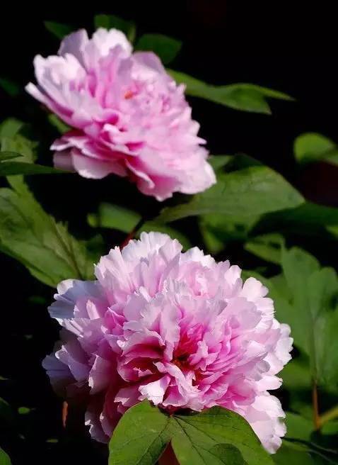 中国十大名花欣赏美极了