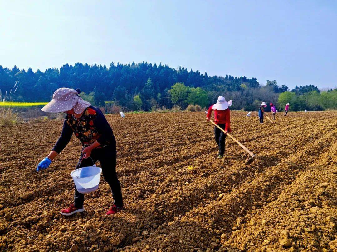 青岗镇力争2024年全年水稻玉米两杂制种面积达到15000亩