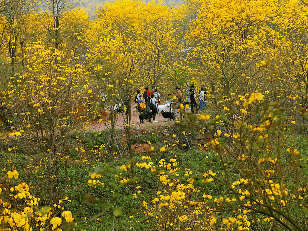 高要黄花风铃图片