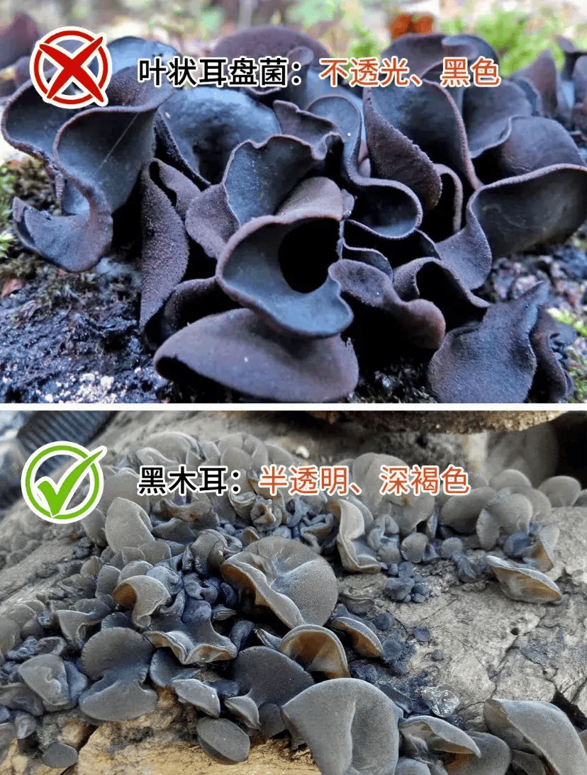 春鲜味美这15种野菜有毒不能乱吃切莫大意