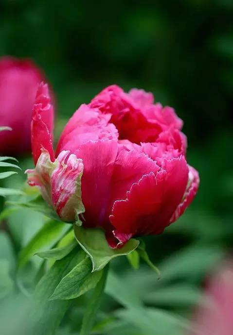 中国十大名花欣赏美极了