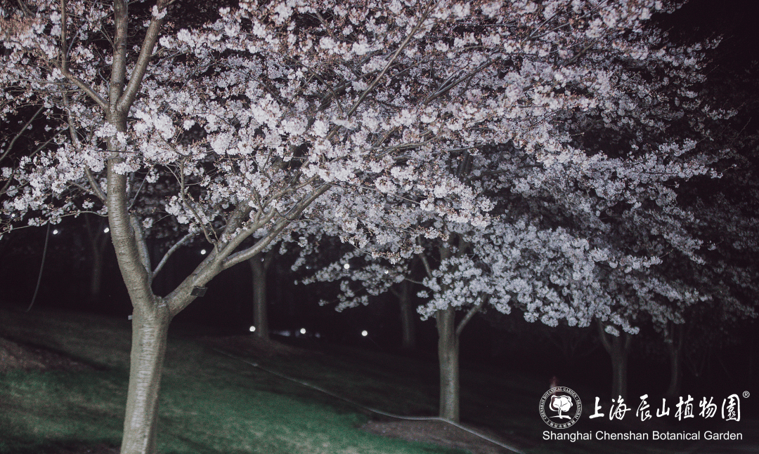 好消息辰山植物园限时开放赏夜樱