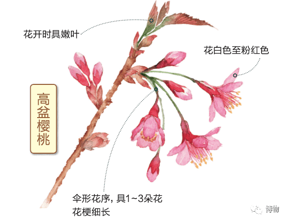 桃樱杏梨李开了春天最难的课来了