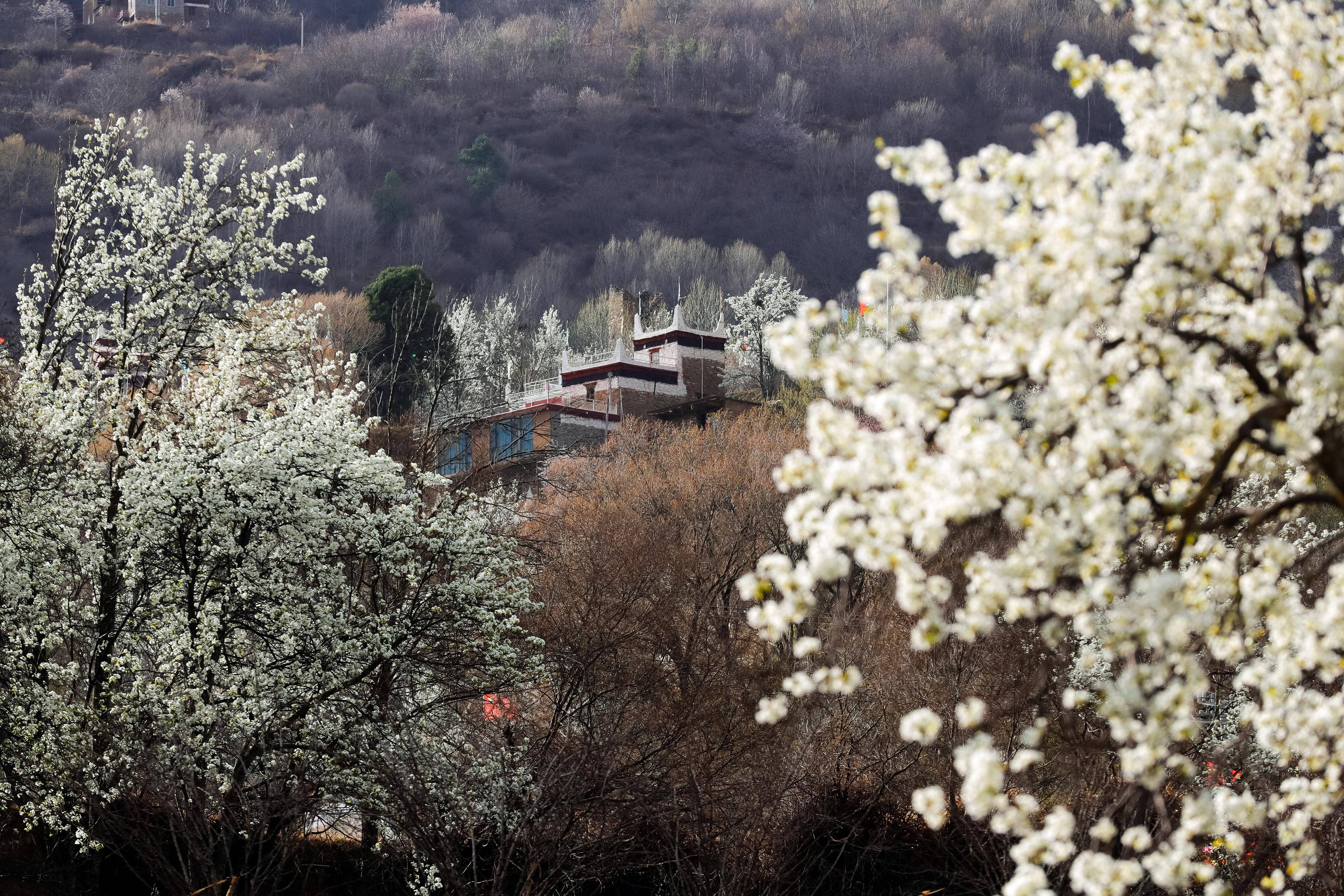 丹巴藏寨 梨花图片