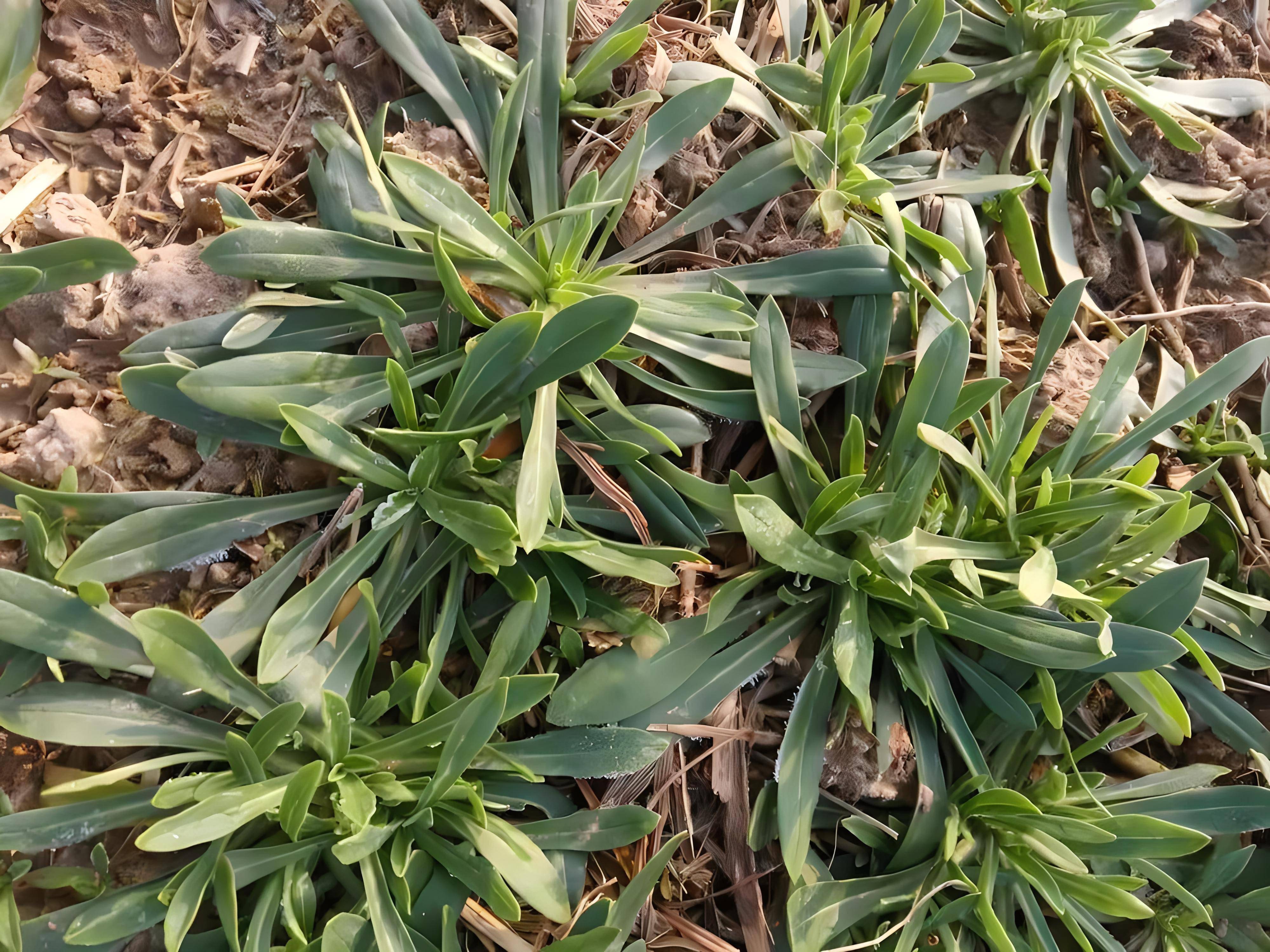 春天山上野菜图片