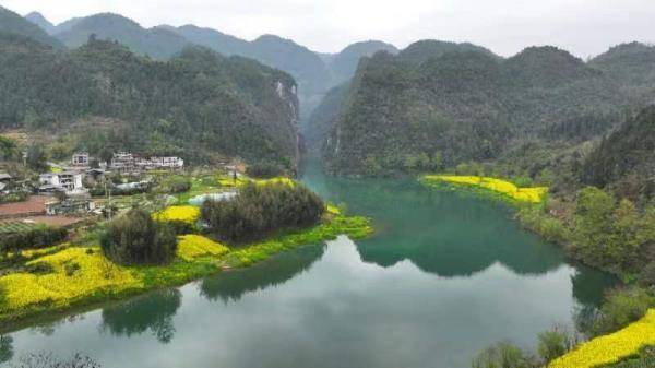 重庆黔江油菜花开满江畔